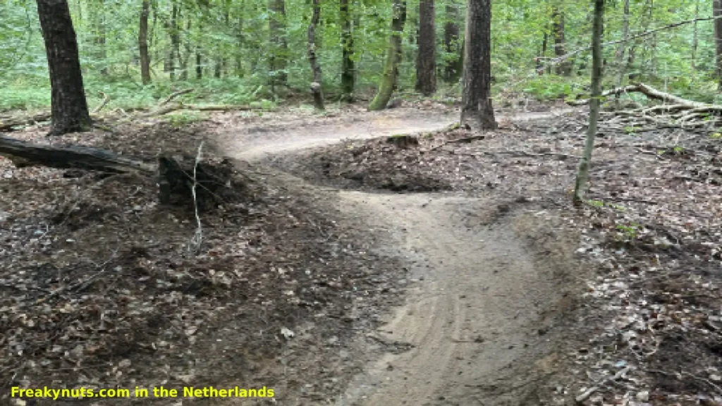 Veluwe MTB singletrack through the forest between Ermelo and Harderwijk.
