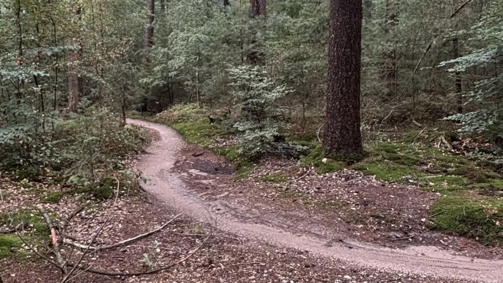 Fast MTB corner on the Veluwe mountain bike trails near Ermelo Netherlands.